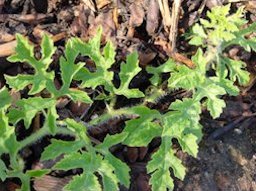 Watermelon vine