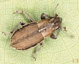 Dorsal view of an adult female whitefringed beetle, Naupactus sp.